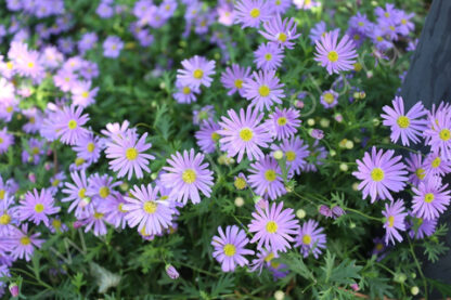 Брахикома Fresco Purple (0,1л)