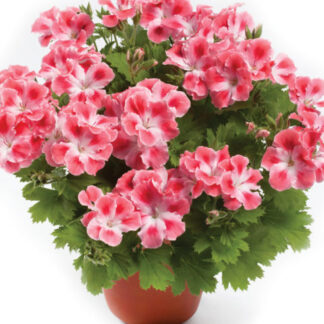 Пеларгония Королевская Candy Flowers Peach Cloud (срез/1шт)