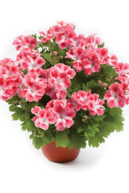 Пеларгония Королевская Candy Flowers Peach Cloud (0,1л)