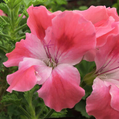Пеларгония Королевская Candy Flowers Peach Cloud (0,1л) — изображение 4