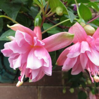 Фуксия полуампельная Fuchsia Pink Galore (0,1л)