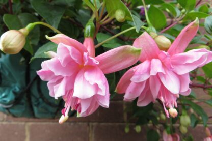 Фуксия полуампельная Fuchsia Pink Galore (0,1л)