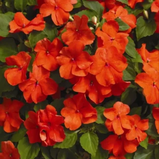 Бальзамин Balance Orange (0,1л)