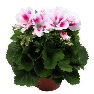 Пеларгония Королевская Elegance Belinda (0,1л.)