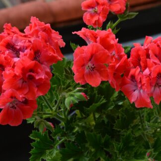 Пеларгония Королевская Elegance Coral Sunset (0,1л.)