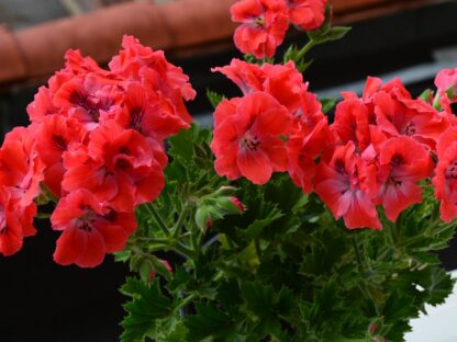 Пеларгония Королевская Elegance Coral Sunset (0,3л.)