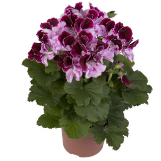 Пеларгония Королевская Elegance Purper Majesty (срез/1шт.)