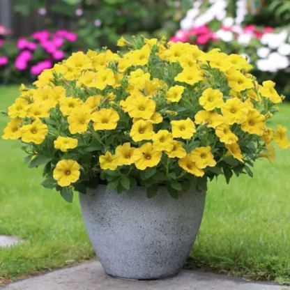 Петхоа Beautical Yellow Sun (срезы/5шт)