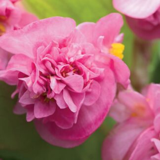 Бегония Вечноцветущая Double Cherry Blossom (0,1л.)