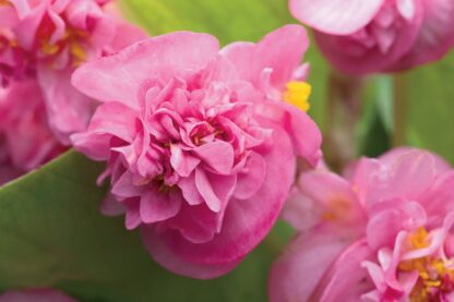 Бегония Вечноцветущая Doublet Cherry Blossom (срез/1шт)