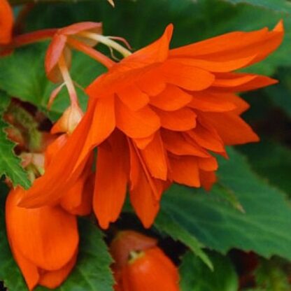 Бегония Belleconia Hot Orange (0,1л.)