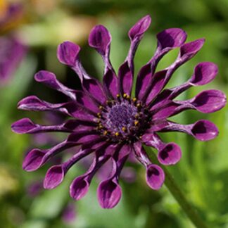 Остеоспермум Flower Power Spider Purple (срез/3 шт)