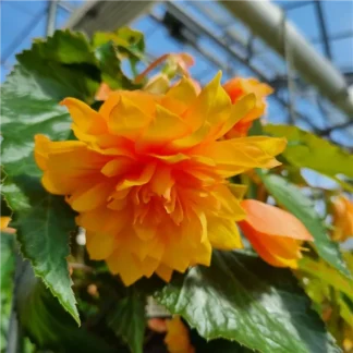 Бегония Ампельная Belleconia Mango (0,1л.)