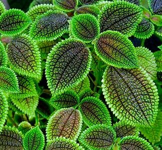 Пилея "Pilea Moon Valley"