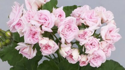 Пеларгония Иви-гибрид Rococo (0,1л.) — изображение 2