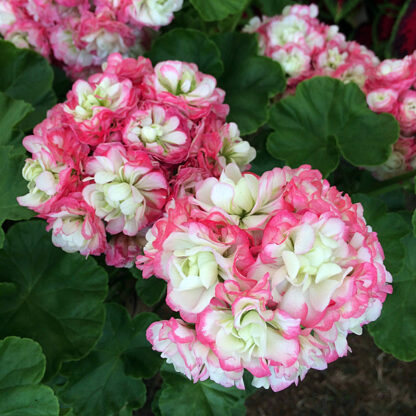 Пеларгония зональная Apple Blossom Rosebud (0,1л) — изображение 2