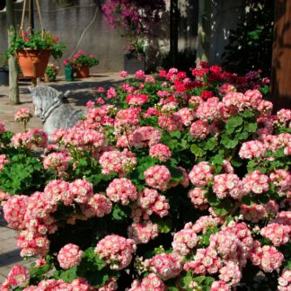 Пеларгония зональная Apple Blossom Rosebud (срез)