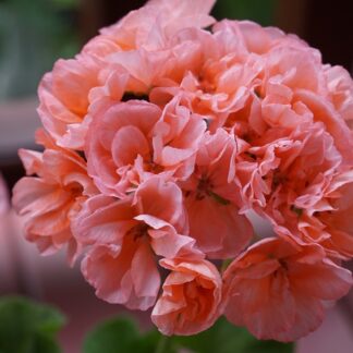 Пеларгония зональная Bold Sunrise (0,1л)