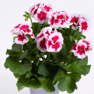 Пеларгония PAC Flower Fairy White Splash (0,1л)