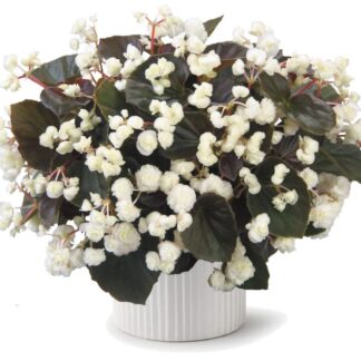 Бегония вечноцветущая Doublet White (0,1л)