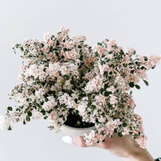Пилея мелколистная вариегатная  (Pilea microphylla variegata) срез/1шт