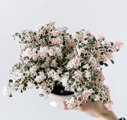 Пилея мелколистная вариегатная  (Pilea microphylla variegata) срез/1шт