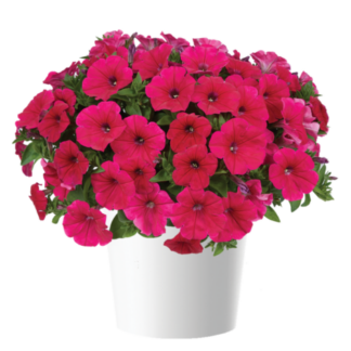 Петуния CASCADIAS Fuchsia (0,1л)