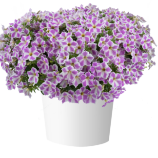 Петуния CASCADIAS Lilac Frost (0,1л) НОВИНКА