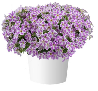 Петуния CASCADIAS Lilac Frost (0,1л) НОВИНКА