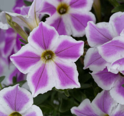 Петуния CASCADIAS Lilac Frost (0,1л) НОВИНКА — изображение 2