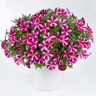 Петуния Amore Joy (0,1л)
