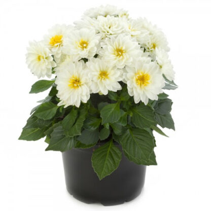 Георгины Labella Piccolo White (срез/3шт)
