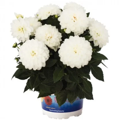 Георгины HYPNOTICA WHITE (срез/3шт)