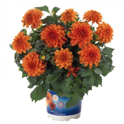 Георгины Hypnotica Orange (срез/3шт)