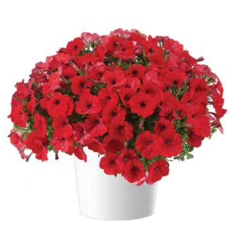 Петуния Capella Ruby Red Imp.(0,1л)