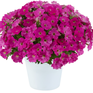 Петуния CAPELLA ROSE (0,1л.)