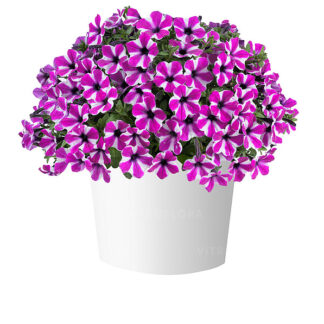 Петуния Capella Magenta Diamond (0,1л) НОВИНКА 2025