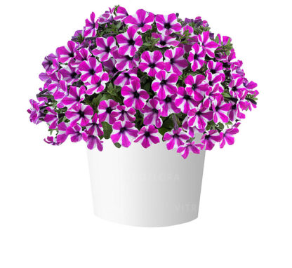 Петуния Capella Magenta Diamond (0,1л) НОВИНКА 2025