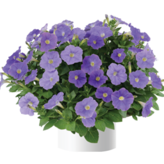 Петуния Ray Classic Blue (0,1л)