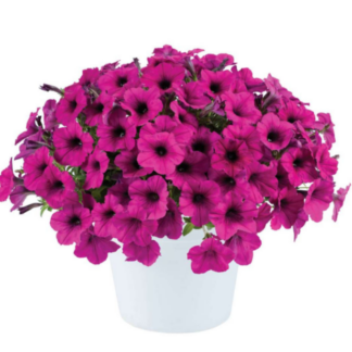 Петуния Ray Fuchsia (0,1л)