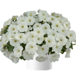 Петуния White Ray (срезы/5шт)
