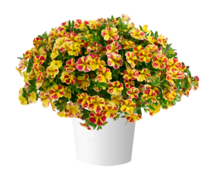 Калибрахоа LIA Abstract Lemon Cherry (срез/5шт) НОВИНКА 2025