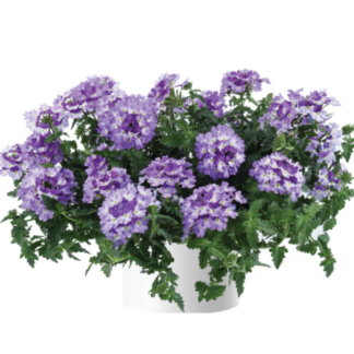 Вербена Vanessa Bicolor Indigo (срезы/5шт)
