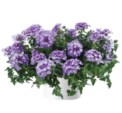 Вербена Vanessa Bicolor Indigo (срезы/5шт)