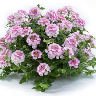 Вербена Vanessa Bicolor Pink (срезы/5шт)