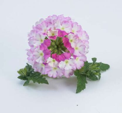 Вербена Vanessa Bicolor Pink (0,1л) — изображение 2