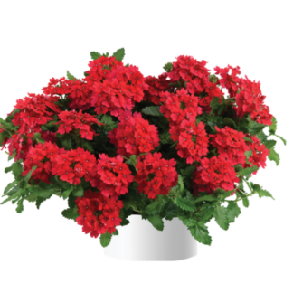 Вербена Vanessa Red (0,1л)