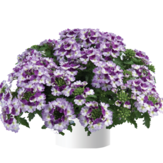 Вербена Vanessa Compact Bicolor Purple (0,1л)