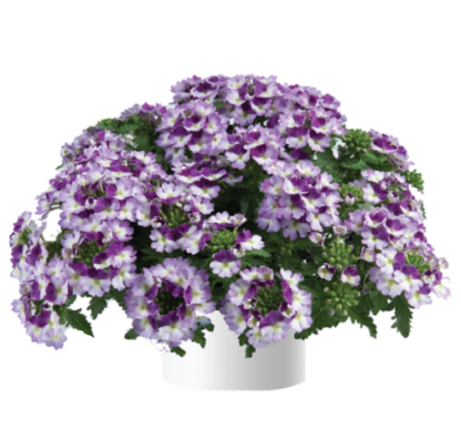 Вербена Vanessa Compact Bicolor Purple (срезы/5шт)