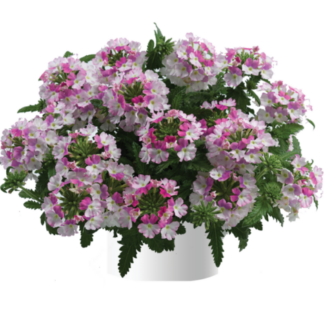 Вербена Vanessa Compact Bicolor Rose (срезы/5шт)